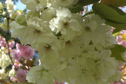 八重桜　浅黄