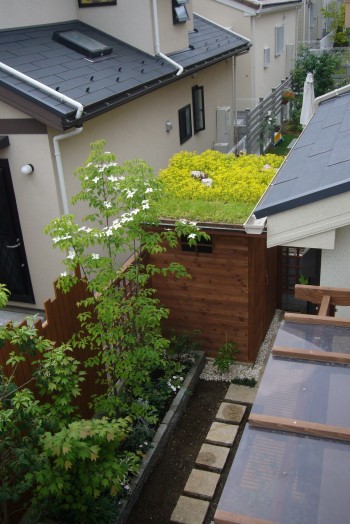 屋根緑化２