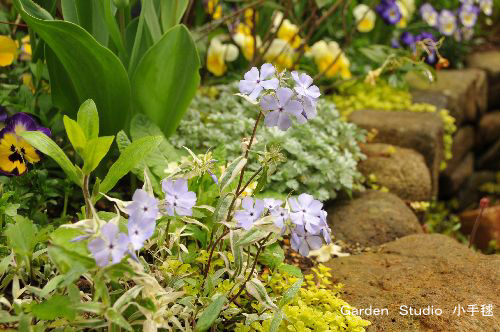 Phlox stolonifera'Montrose Tricolor'1