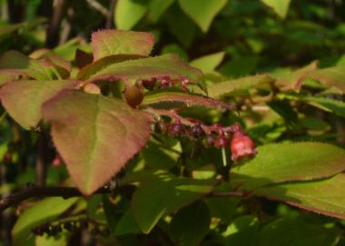 ナツハゼの花