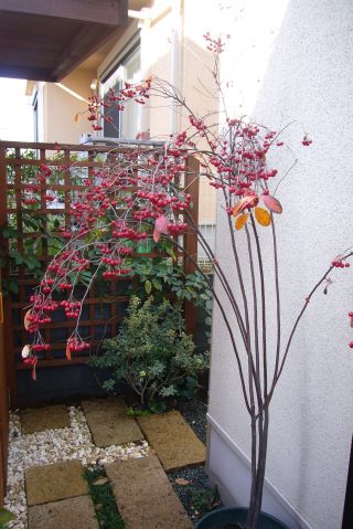 aroniaの実2009