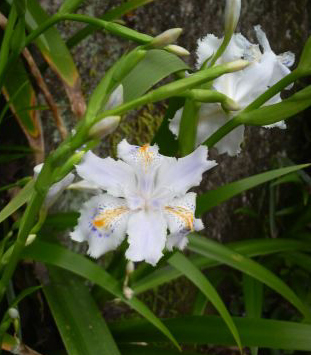 Iris　japonica