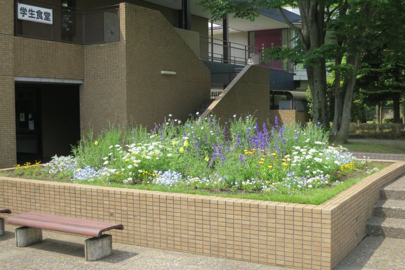 keisenボランティア花壇20120524.jpg