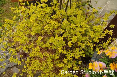 kodemari spiraea.JPG