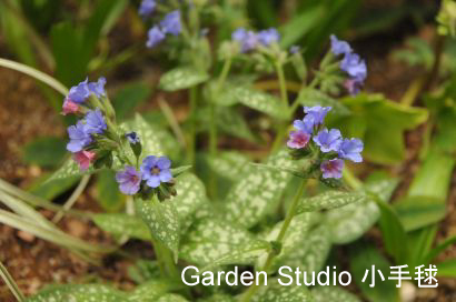 pulmonaria-1.jpg