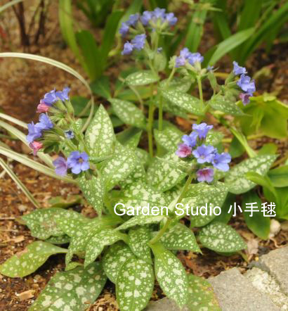 pulmonaria-2.jpg