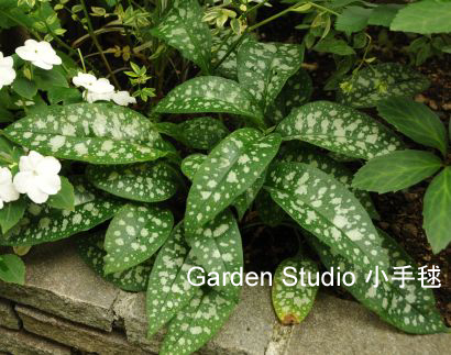 pulmonaria-3.jpg