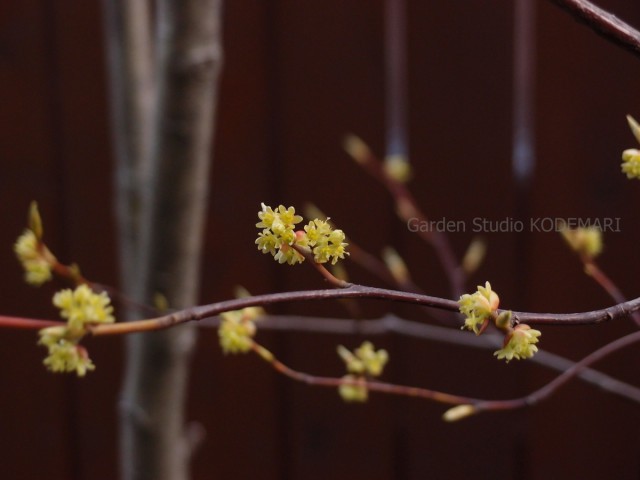 シロモジ　/ 678 シロモジ - Wikipedia